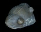 Enrolled Isotelus Trilobite From Ontario #6041-2